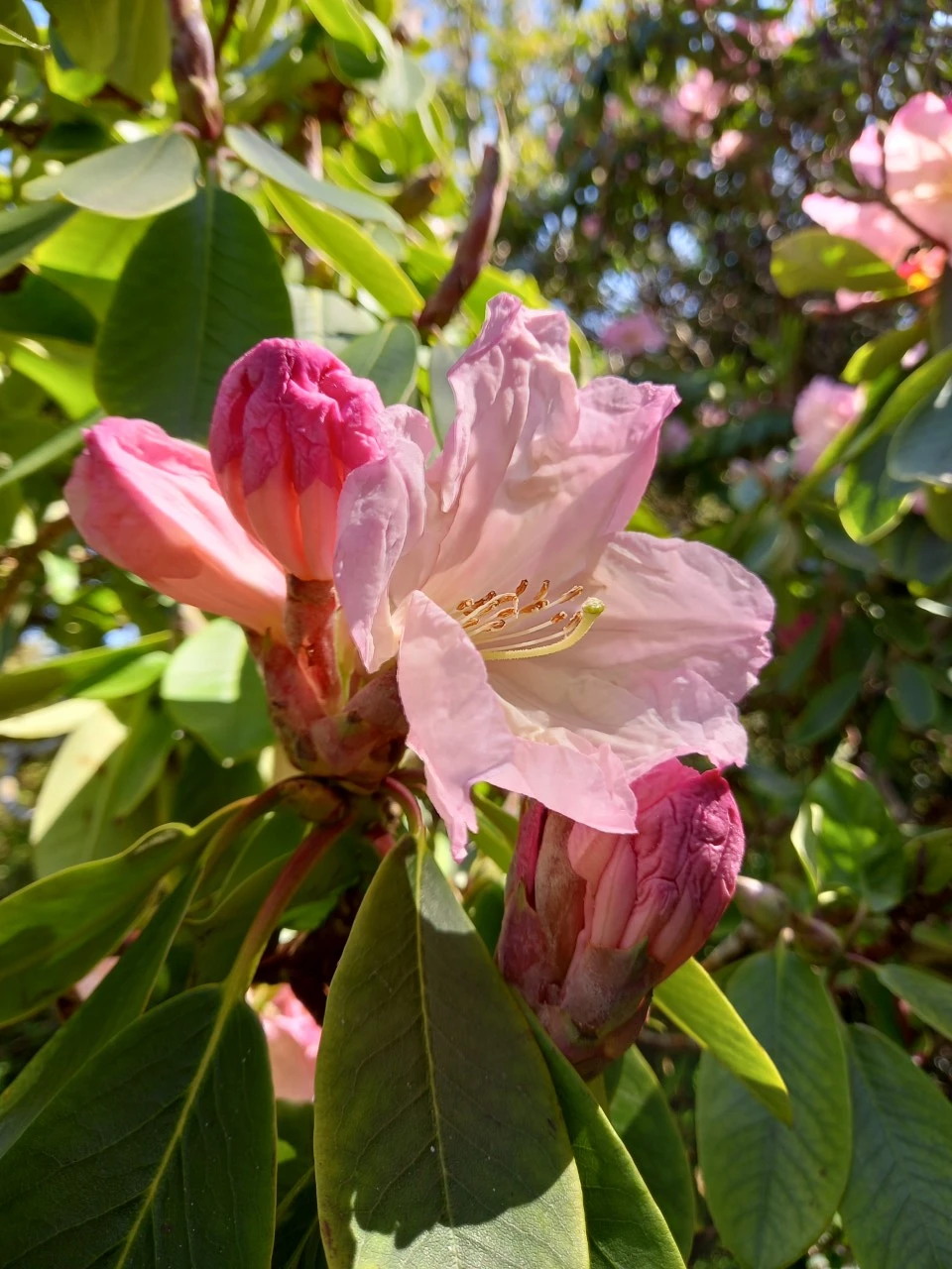Unknown hybrid (possibly Loderi Group)